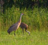 two sandhill cranes