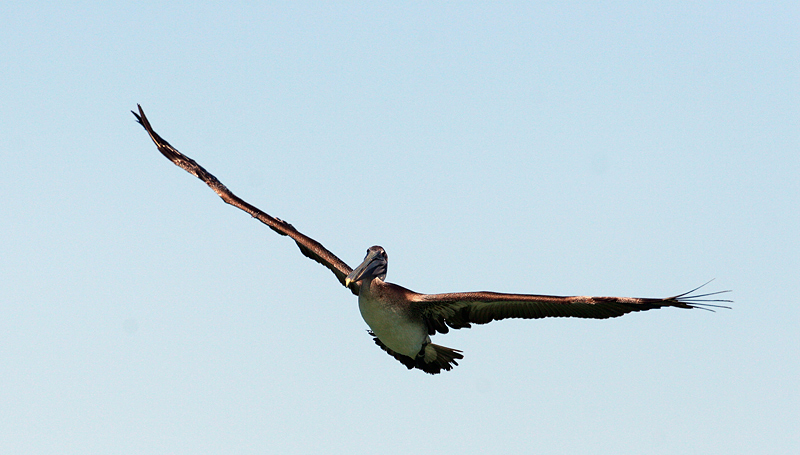 brown pelican. banking into the turn
