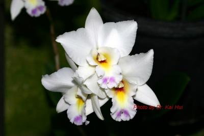 IMG_3821ps'.jpg