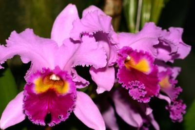 IMG_3827ps'.jpg