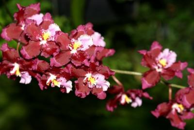 IMG_3837ps'.jpg