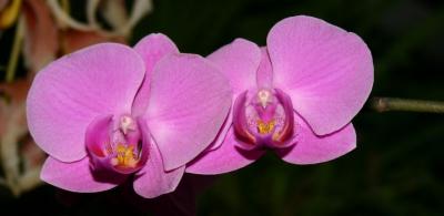 IMG_3846ps'.jpg