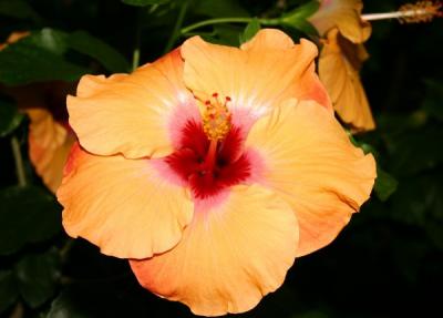 IMG_3859ps_crop'.jpg