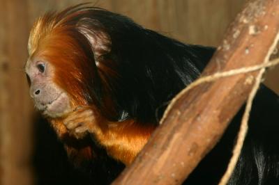 DC Zoo