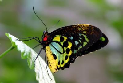 Butterflies in conservatories