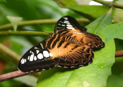 Butterflies, MA