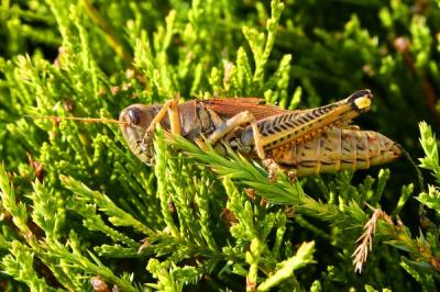 IMG_1530ps'.jpg