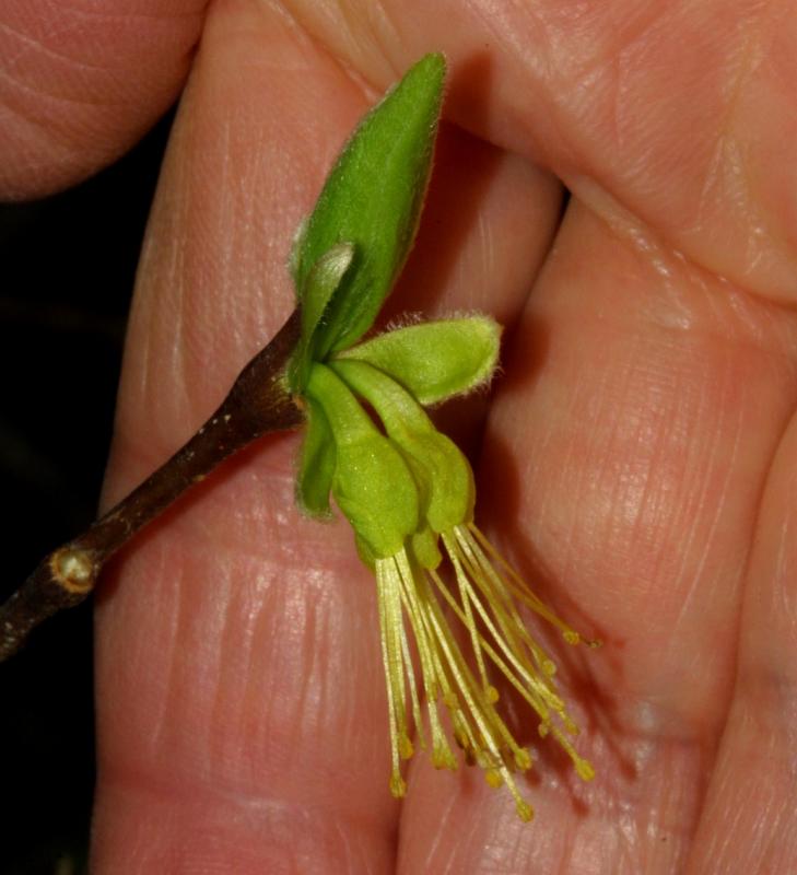 017_Leatherwood flower_562`0201131450.JPG