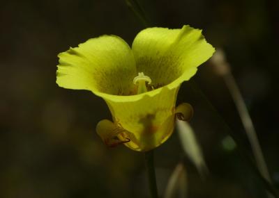 096_Mariposa Lily_LX28281-0138.JPG