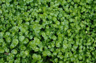 118_Miners Lettuce_6468`0403041441.JPG