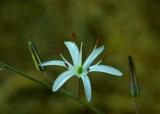 064_Soap Lily_8387`0206071646.JPG