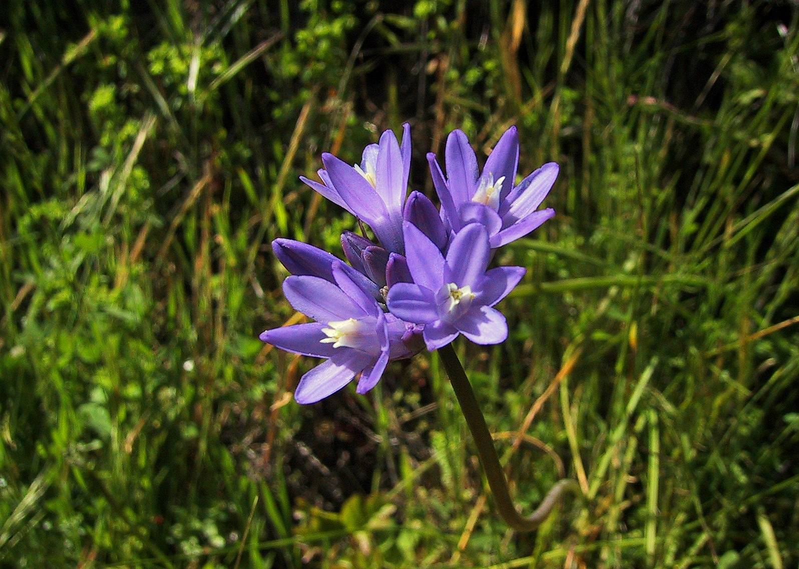 004_Blue Dicks (or Ookow`q)_60`0103261341.JPG