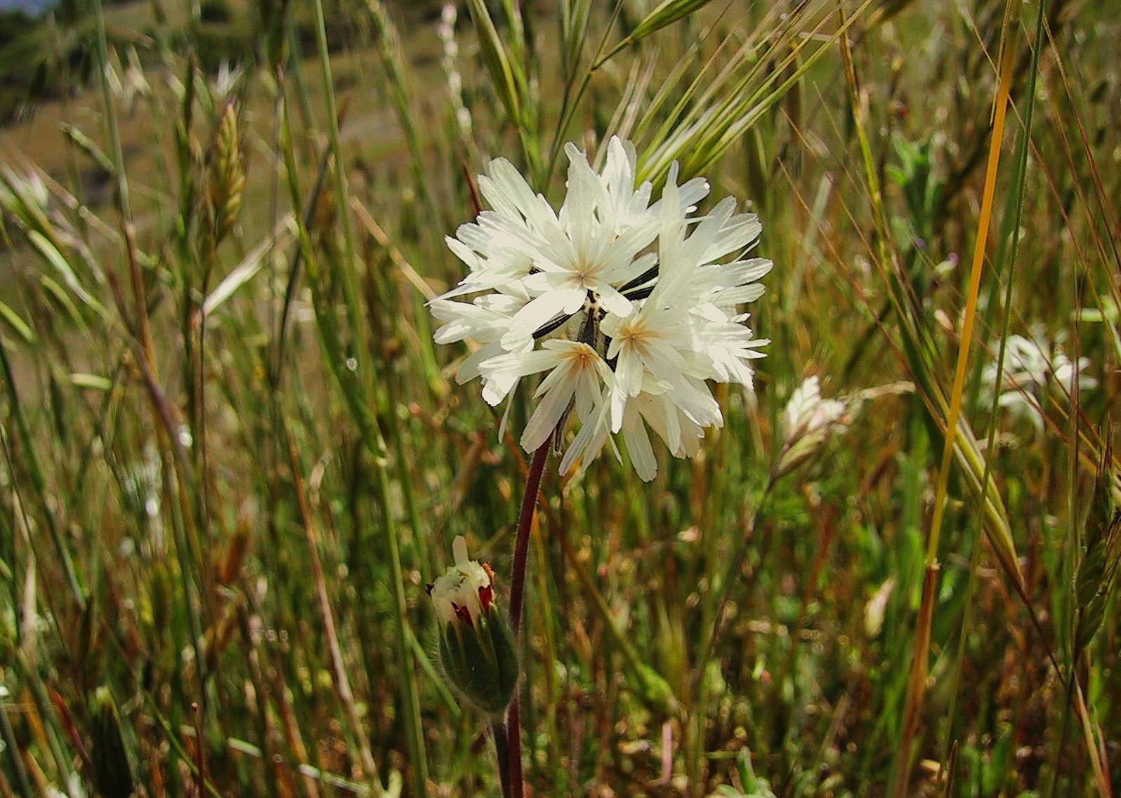 006_Blow Wife seeds and flower_81`0104281208.JPG