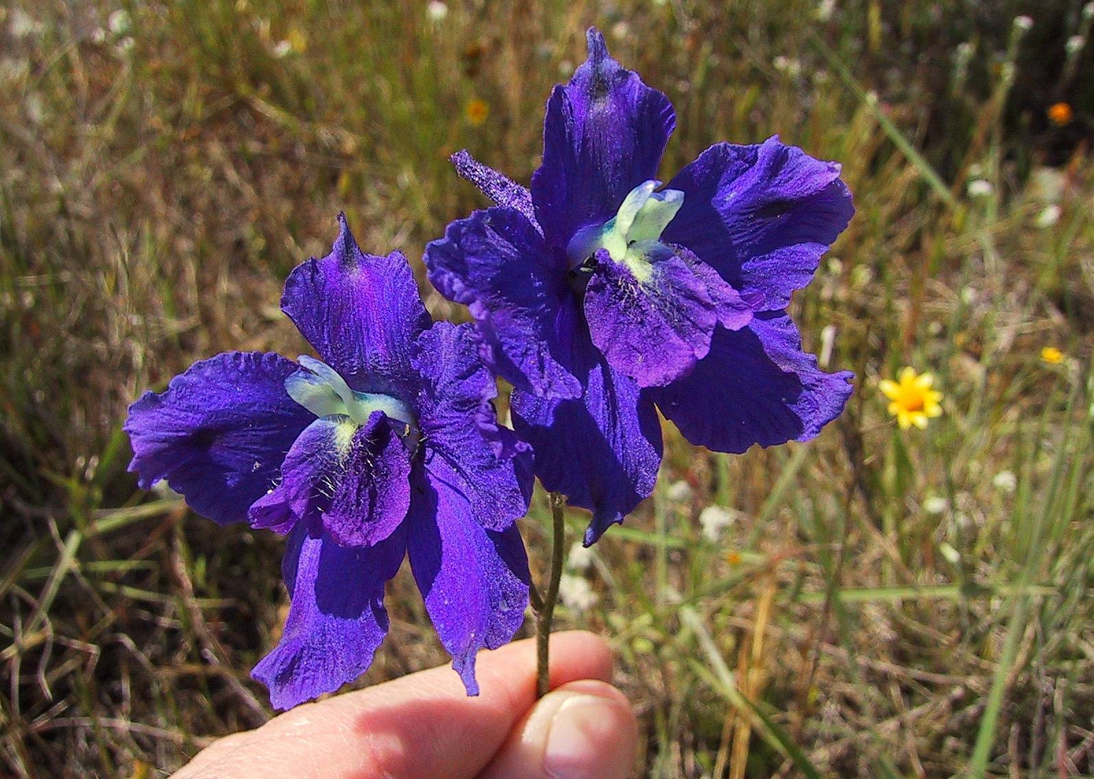 008_Larkspur_05`0104281243.JPG