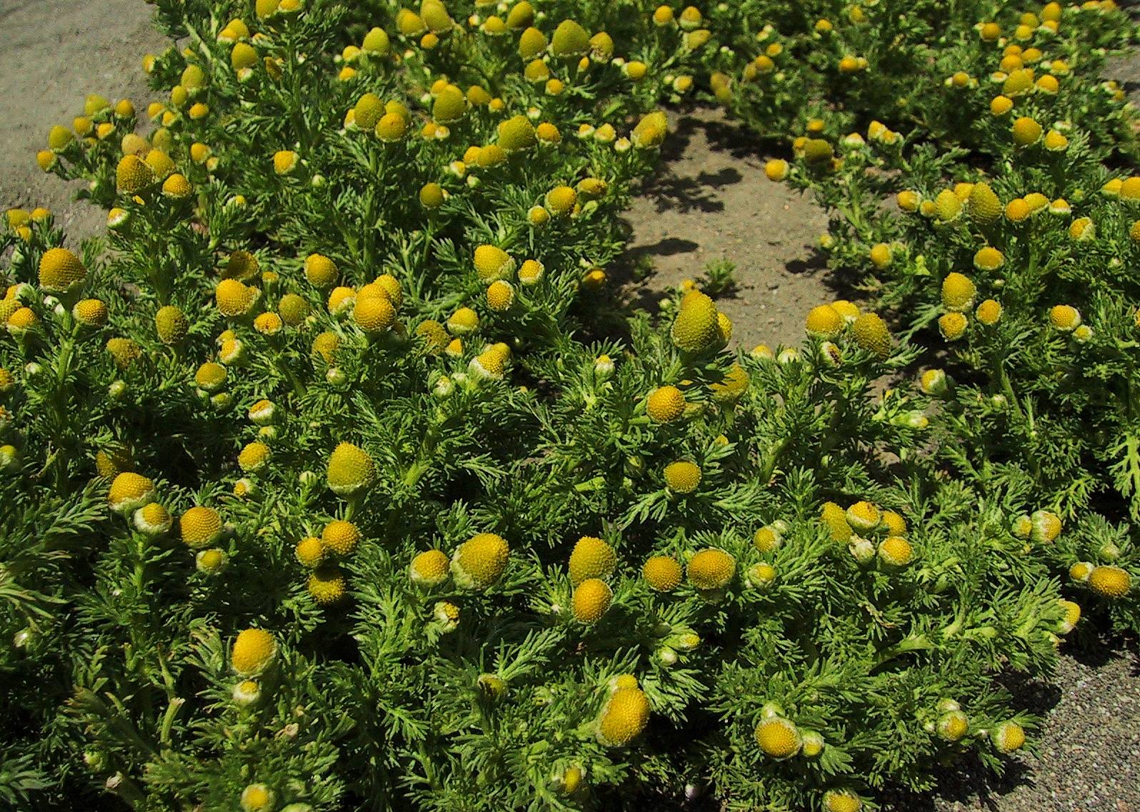 009_Pineapple weed_17`0104281253.JPG
