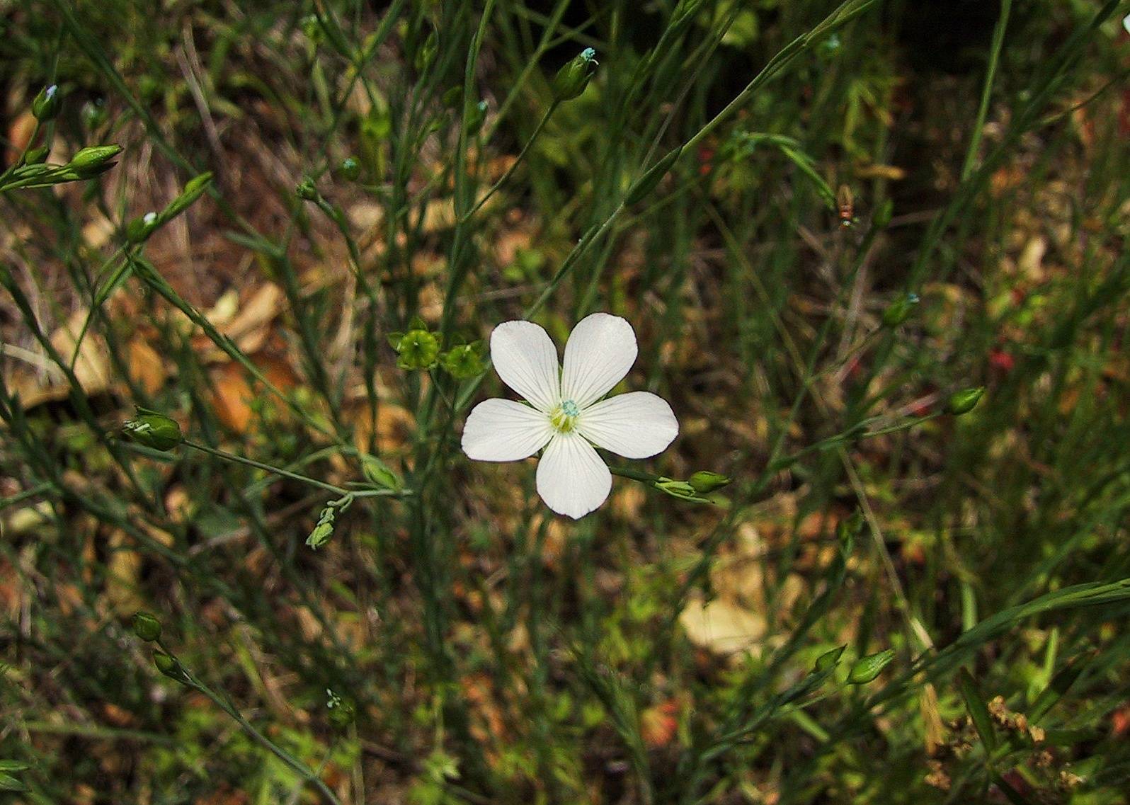 010_Flax_32`0104281310.JPG