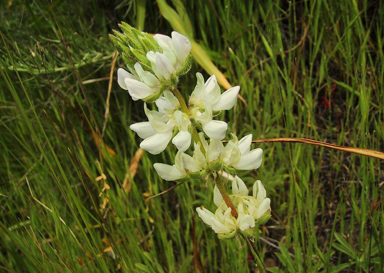 013_White `kLupine_57`0104281336.JPG