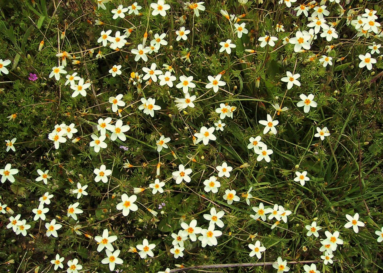 014_Lots of `kLinanthus_64`0104281342.JPG