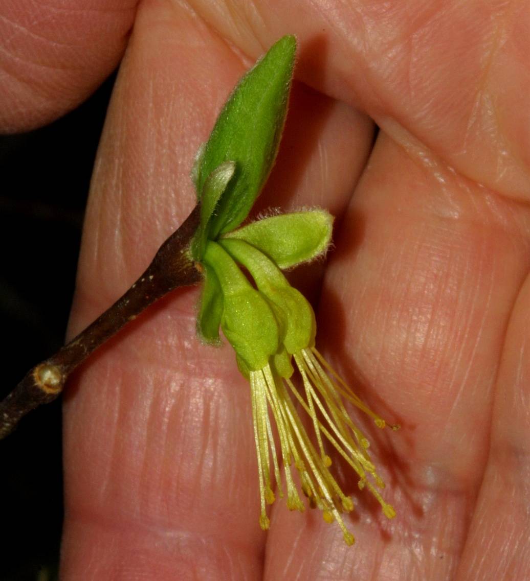 017_Leatherwood flower_562`0201131450.JPG