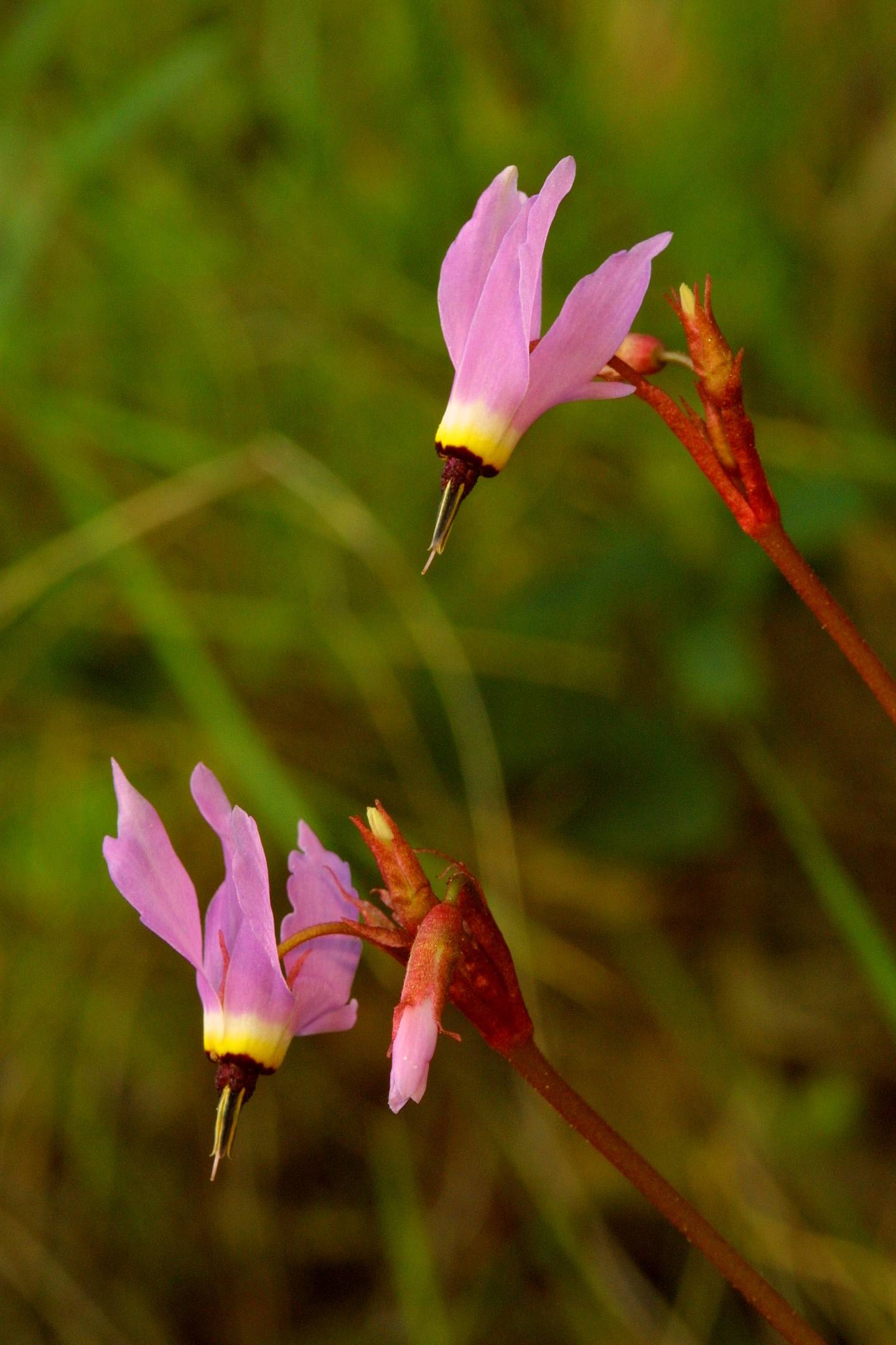 044_2 Shooting Stars_3766`0202281501.JPG