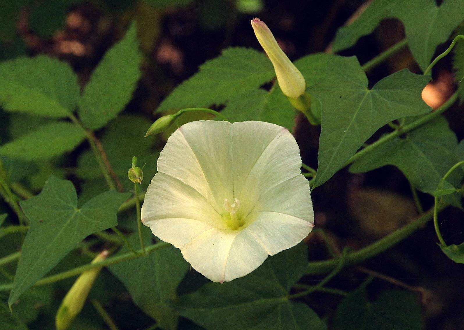 061_Morning Glory_8358`0206071615.JPG