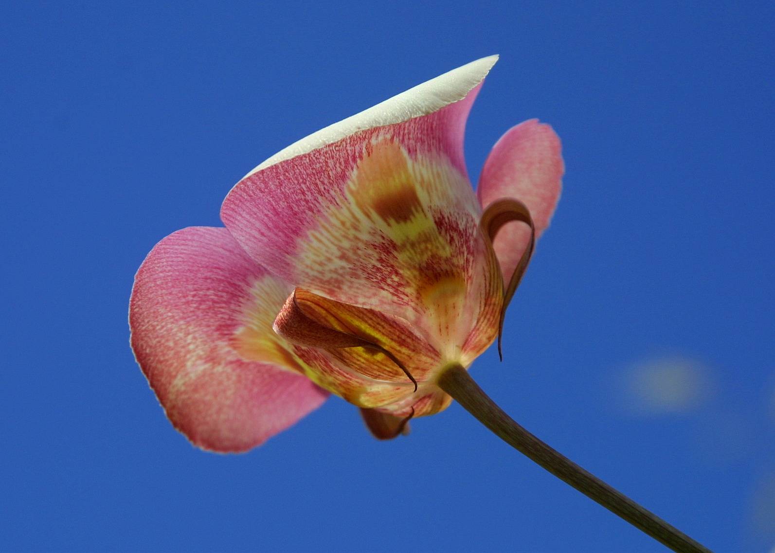 091_White Mariposa Lily against sky_LX28181-0076.JPG