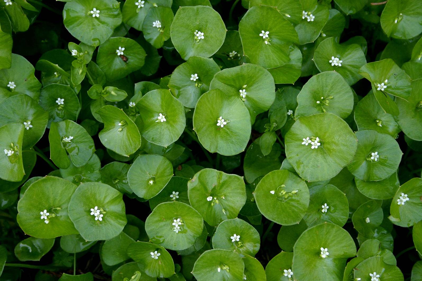 116_Miners Lettuce_6459`0403041440.JPG