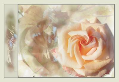 Rose Composite.jpg