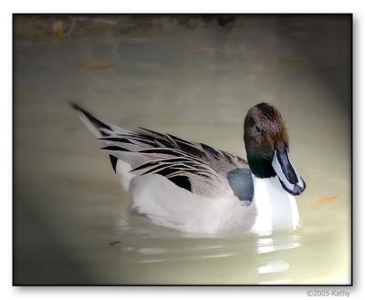 Pintail Filtered.jpg