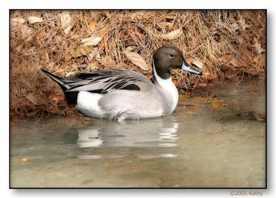 Northern Pintail.jpg