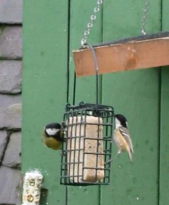 Great tit and Coal tit.jpg