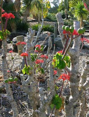 u38/katia_strounina/medium/32139526.mt_cootha0008web.jpg