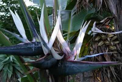 Strelitzia alba