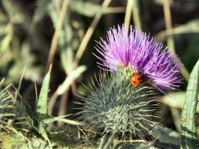 040728 Lady Bug