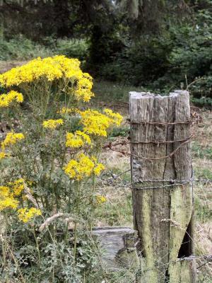 040728 Tansey Weed