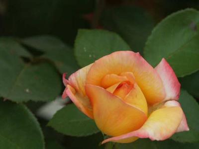 040728 Rose