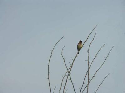 040728 Bird