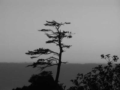 040730 Bonzai