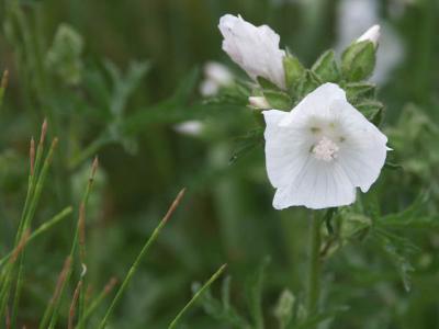 040728 Flower Along The Rd.