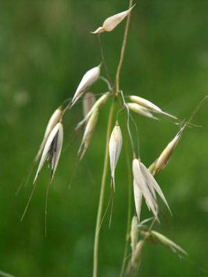 040728 Grass