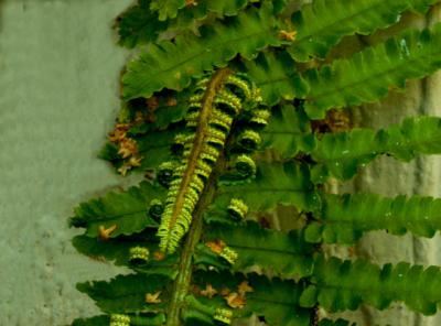Fern