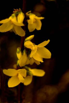  Spring Blooms