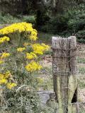 040728 Tansey Weed