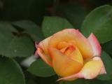 040728 Rose
