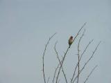 040728 Bird