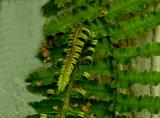 Fern