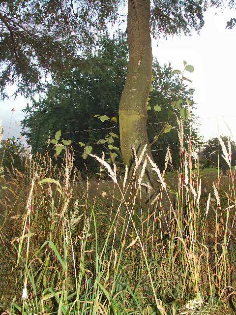 040726 Grass And Trees