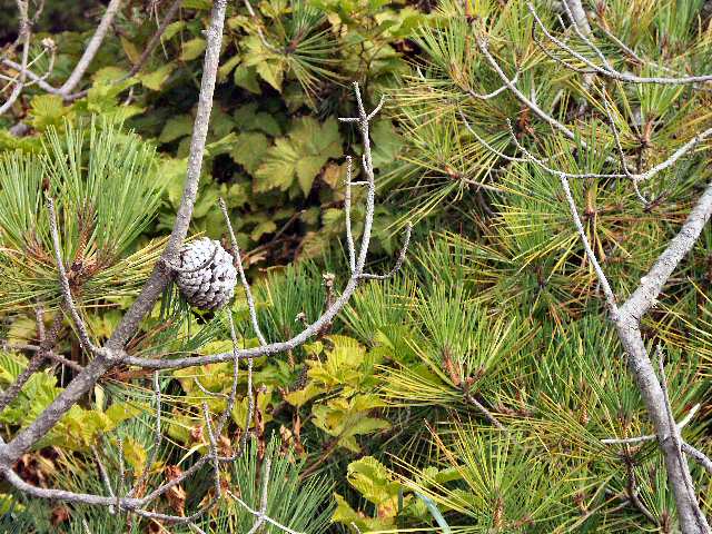 040717 Large Pine Cone