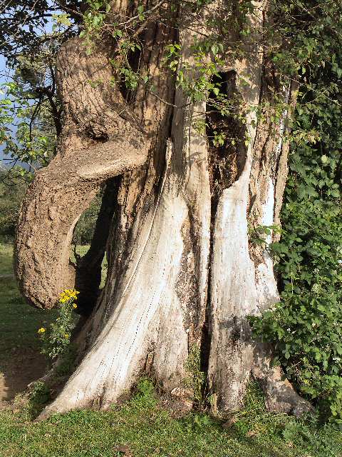 040727 Old  Tree
