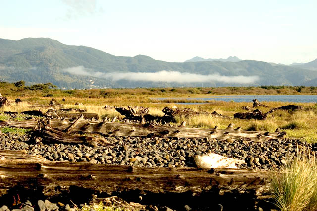 0401010 Field Of Driftwood